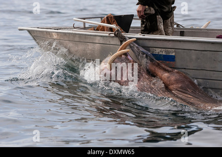 Les chasseurs de morses, Cap-d'Achen, Tchoukotka, Russie Banque D'Images