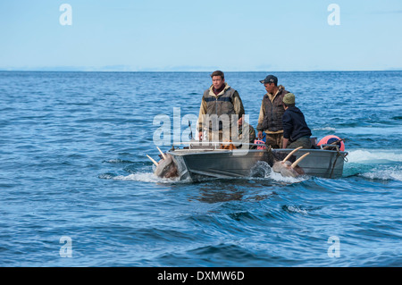 Les chasseurs de morses, Cap-d'Achen, Tchoukotka, Russie Banque D'Images