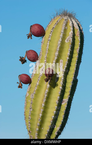 Cactus candélabres (Jasminocereus thouarsii), Punta Morena, Isabela, l'île de Galapagos, Equateur, Site du patrimoine mondial de l'UNESCO Banque D'Images