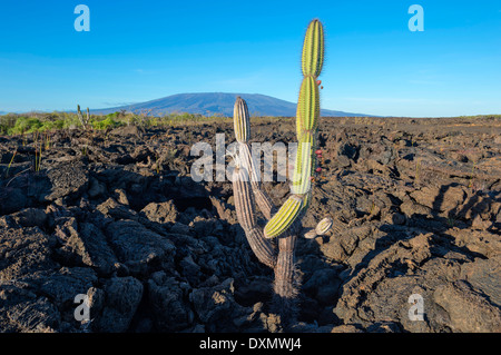 Cactus candélabres (Jasminocereus thouarsii) dans le paysage volcanique de l'île Isabela, Punta Morena, Galapagos, Equateur Banque D'Images