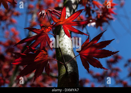 Feuilles d'érable japonais au printemps, Novato, Californie, USA Banque D'Images