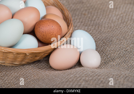 Assortiment de couleur différente, frais, oeufs de poule dans un panier, libre. Fond de toile. Banque D'Images