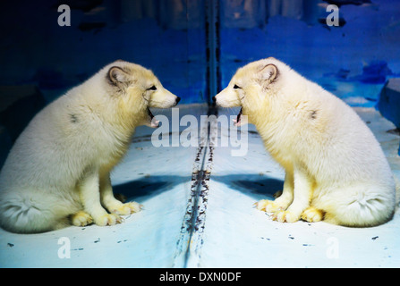 Belle le loup arctique (Canis lupus arctos) dans la région de Harbin's Polar land park. Banque D'Images