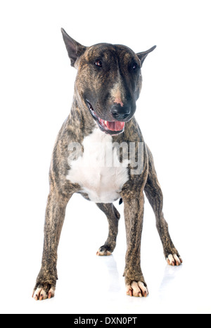 Bull Terrier in front of white background Banque D'Images