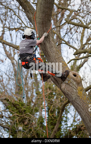 Tree Surgeon escalade et garantis par des harnais de sécurité adjacentes sur les branches d'arbre et les branches d'un chêne (Quercus robur). Banque D'Images