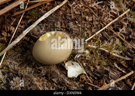 Oeufs de faisan commun (Phasianus colchicus) mangés par Pie bavarde (Pica pica) Banque D'Images