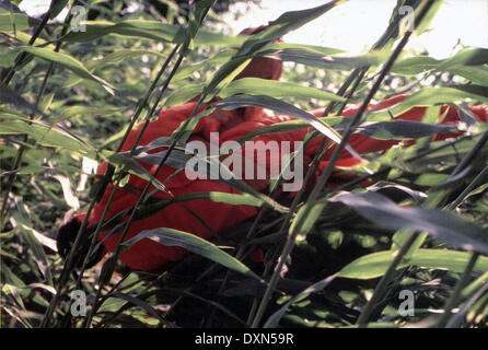 SORGHO ROUGE Banque D'Images