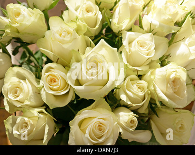 Bouquet de roses blanches verdâtre Banque D'Images