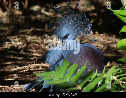 Victoria Pigeon couronné ( Goura Victoria) Banque D'Images