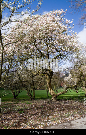 Magnolia (Magnolia grandiflora) Parc du Château, Bute Park, Cardiff, Pays de Galles, Royaume-Uni. Banque D'Images