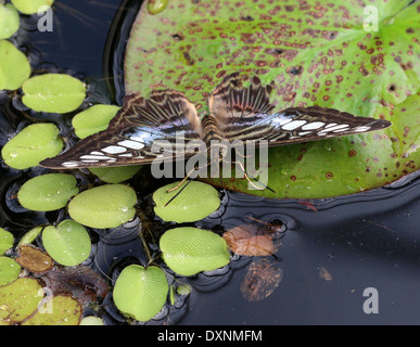 Variété bleue du Clipper Butterfly (Parthenos sylvia) Banque D'Images