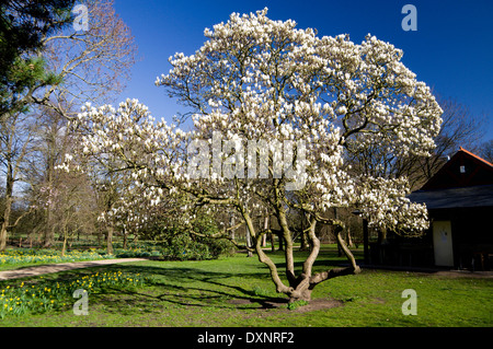 Magnolia (Magnolia grandiflora) Parc du Château, Bute Park, Cardiff, Pays de Galles, Royaume-Uni. Banque D'Images