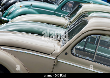 Bonnets de Beetle. Banque D'Images