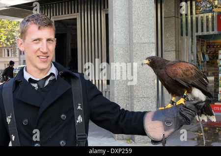 Un falconer dans le centre de Londres avec une buse de Harris assis sur son poignet ganté. Utilisé pour faire peur aux pigeons de bâtiments publics. Banque D'Images