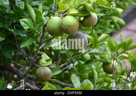 Les oranges growing on tree Banque D'Images