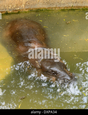 Belle hippopotame pygmée (Choeropsis liberiensis ou Hexaprotodon liberiensis) reposant dans l'étang Banque D'Images