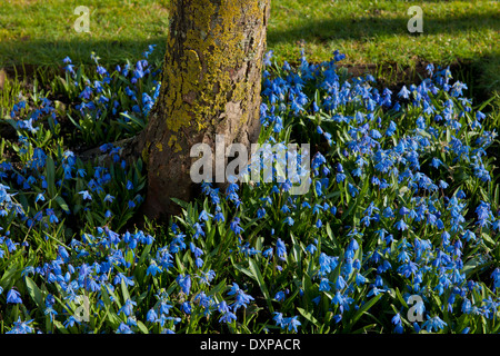 Siberian squill Scilla siberica Spring Flower base underplanted Mars arbre fleurs bleu fleurs fleurs plante jardin Banque D'Images