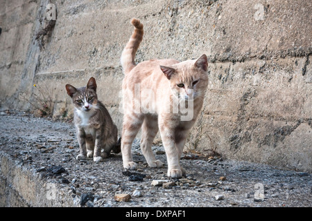 Chats de la rue Banque D'Images
