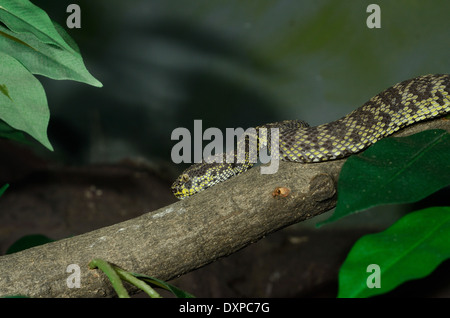 Belle Fosse Mangrove-viper (Trimeresurus purpureomaculatus) en terrarium Banque D'Images