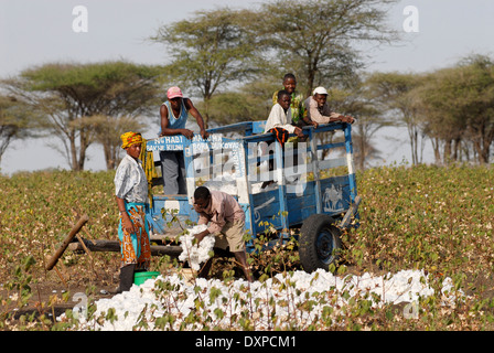 Shinyanga en Tanzanie, cultivateur de coton de la récolte au niveau de l'exploitation et le rendement de la charge sur un chariot Banque D'Images