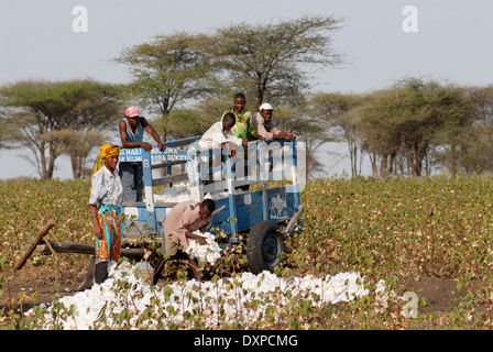 Shinyanga en Tanzanie, cultivateur de coton de la récolte au niveau de l'exploitation et le rendement de la charge sur un chariot Banque D'Images