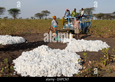 Shinyanga en Tanzanie, cultivateur de coton de la récolte au niveau de l'exploitation et le rendement de la charge sur un chariot Banque D'Images