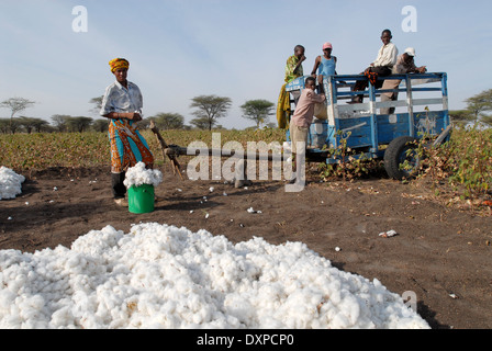 Shinyanga en Tanzanie, cultivateur de coton de la récolte au niveau de l'exploitation et le rendement de la charge sur un chariot Banque D'Images