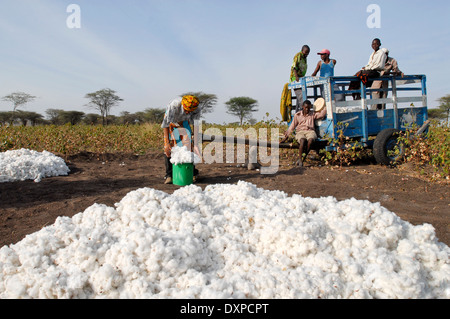 Shinyanga en Tanzanie, cultivateur de coton de la récolte au niveau de l'exploitation et le rendement de la charge sur un chariot Banque D'Images