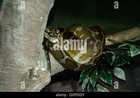 Beau Tapis Python (Morelia spilota) dormant dans terrarium Banque D'Images