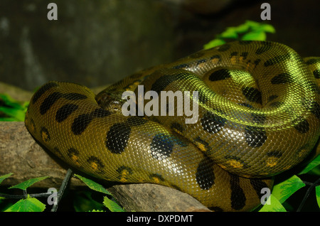 Beau vert anaconda (Eunectes murinus) dormant dans terrarium Banque D'Images