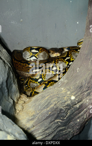 Belle Python réticulé (Python reticulatus) dormant dans terrarium Banque D'Images