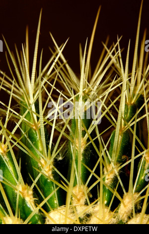 Longues épines de Golden Barrel Cactus (bateau à quille) Banque D'Images