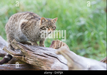 Scottish wildcat (Felis silvestris grampia) Banque D'Images