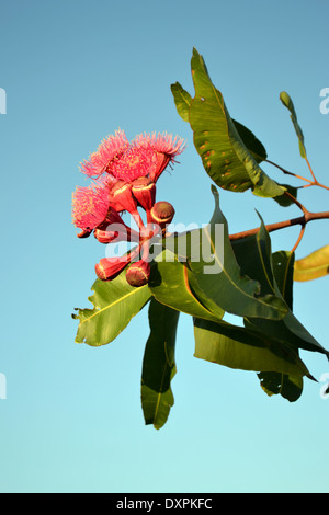 Corymbia ptychocarpa. Nom commun. Swamp Bloodwood Banque D'Images