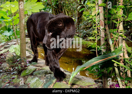 Le Belize, district de Belize, Belize City, Belize City Zoo. Panthère noire (captive). Banque D'Images