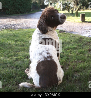 Marron et blanc Springer Spaniel sitting attend son propriétaire à retourner et regarder derrière lui Banque D'Images
