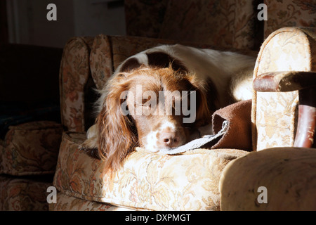 Springer Spaniel profitant du soleil d'hiver dans le confort d'une chaise Banque D'Images