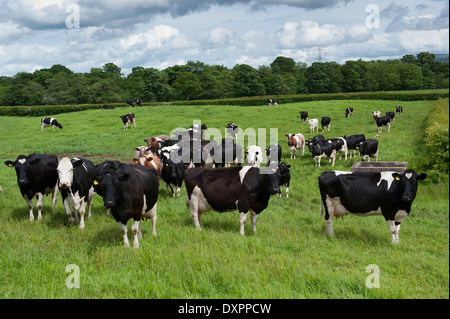 Friesian Holstein dairy le pâturage du bétail dans les champs. , Cumbria (Royaume-Uni) Banque D'Images