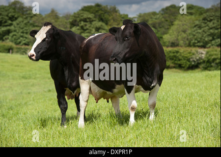 Croisés Frisons et les vaches laitières vaches montbéliardes exclusivement dans les pâturages, Cumbria, Royaume-Uni. Banque D'Images