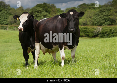 Croisés Frisons et les vaches laitières vaches montbéliardes exclusivement dans les pâturages, Cumbria, Royaume-Uni. Banque D'Images