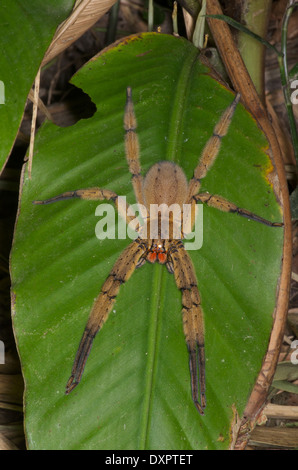 Un getazi (araignée Cupiennius) en position d'embuscade sur une grande feuille de la forêt tropicale dans la région de El Valle de Antón, Coclé, Panama. Banque D'Images