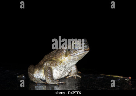 Une Cane Toad (Rhinella marina) sur le bord d'un étang fontaine à El Valle de Antón, Coclé, Panama. Banque D'Images