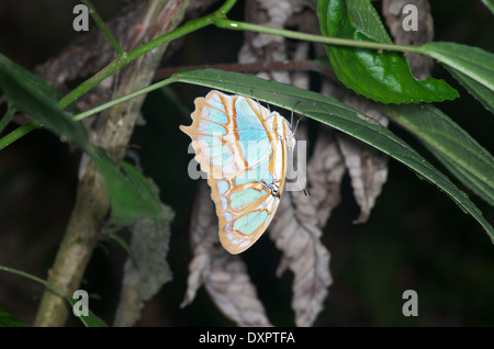 Un papillon (Siproeta stelenes Malachite) reposant à l'envers sur une feuille de la forêt tropicale dans la nuit, en El Valle de Antón, Coclé, Panama Banque D'Images