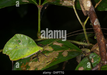 Katydid nocturne ressemblant à une feuille morte dans la forêt amazonienne à Loreto, le Pérou. Banque D'Images