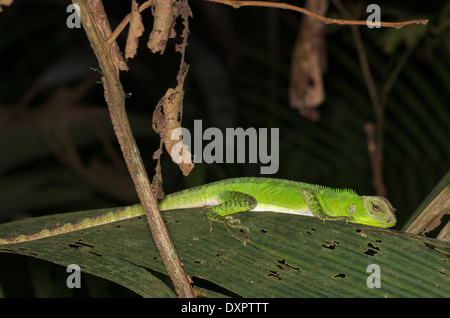 Une jeune forêt amazonienne Dragon (Enyalioides laticeps) dormir la nuit sur une feuille dans le bassin de l'Amazone au Pérou. Banque D'Images