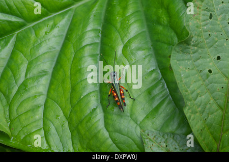 Un short-horned sauterelle (Acrididae) sur une grande feuille verte dans le bassin de l'Amazone au Pérou. Banque D'Images