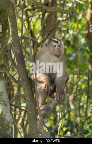 Macaque de queue de cochon Banque D'Images