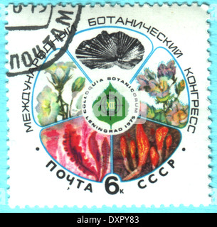 Urss - circa 1975 : timbre imprimé dans l'URSS Montre fleur, circa 1975 Banque D'Images