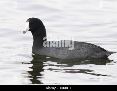 Une Foulque d'Amérique (Fulica americana) se déplace sur le lac Atitlan. Panajachel, République du Guatemala. Banque D'Images