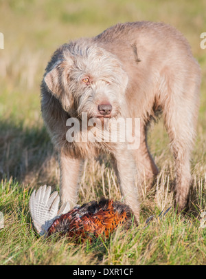 Un Braque Slovaque, slovaque ou à poil rude chien pointeur avec un faisan Banque D'Images